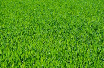 De ultieme keuze voor kunstgras in je tuin